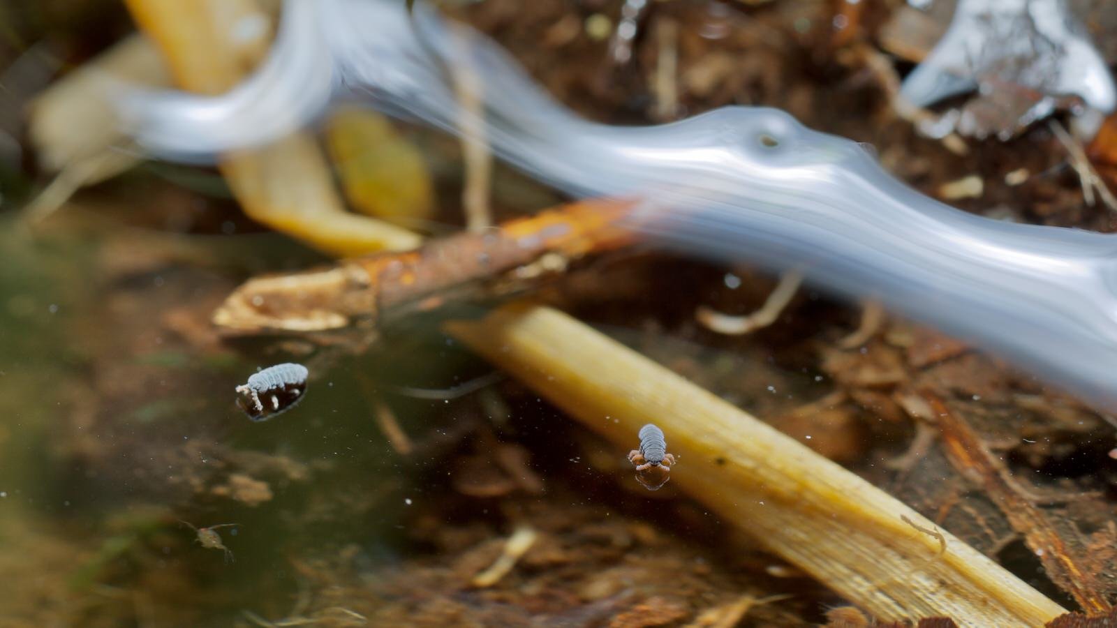two springtails, Podura aquatica floating on a pool above dead leaves