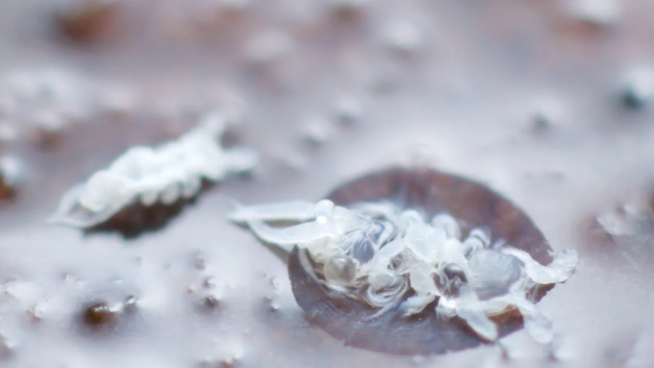 Springtail (Podura aquatica) exuviae on the water