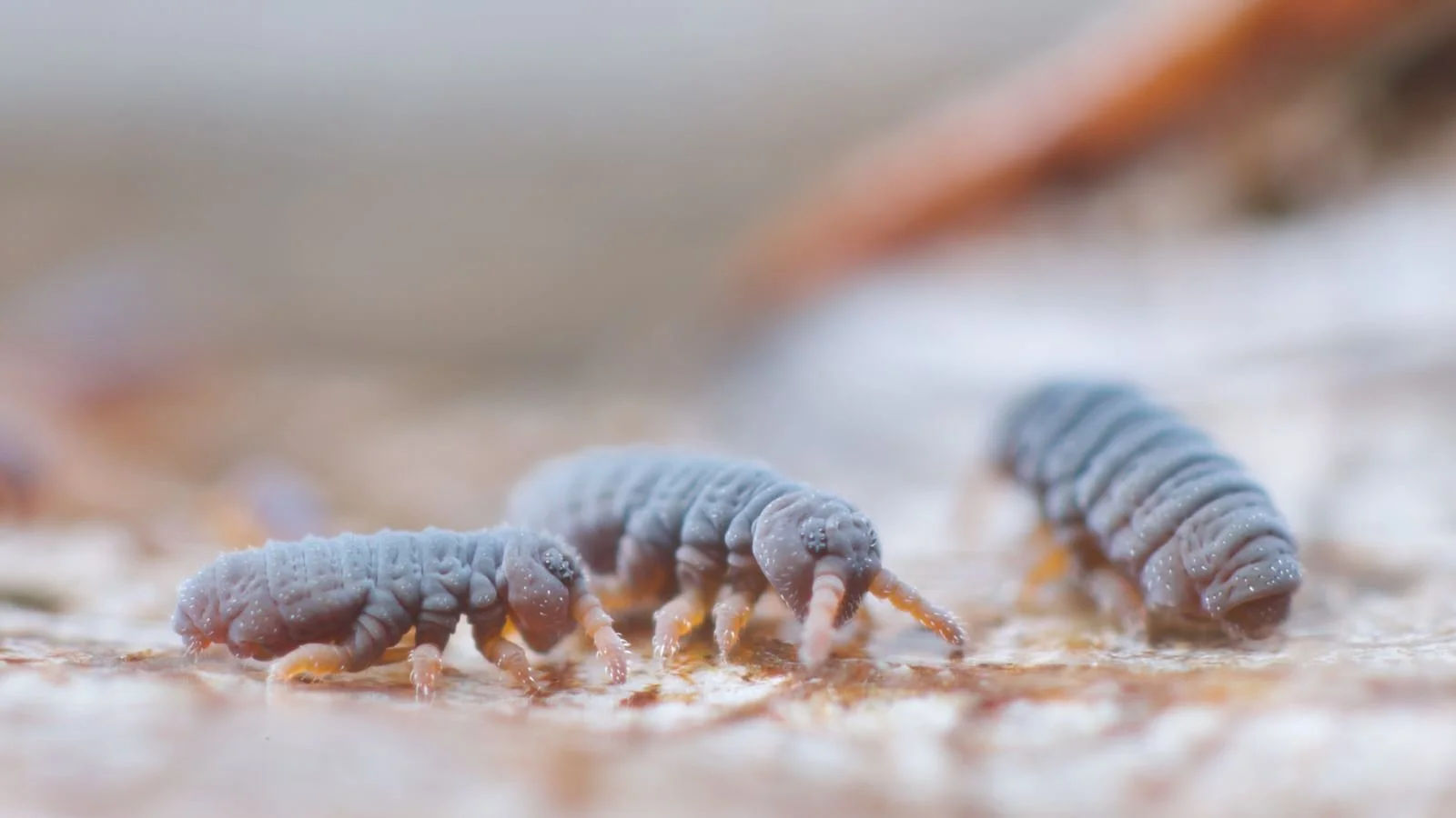 Two adult Podura aquatica springtails walk past a third