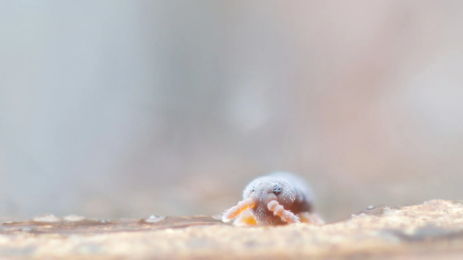 An almost adult Podura aquatica springtail walking up from the water surface