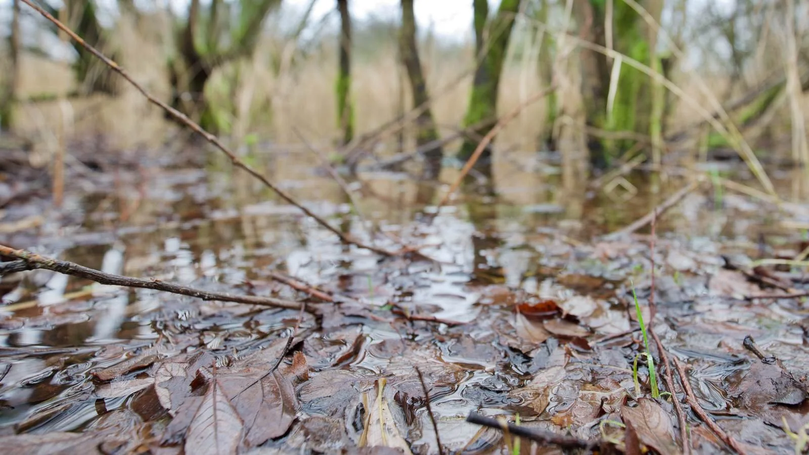 a view of a leaf-filled pool in marshland