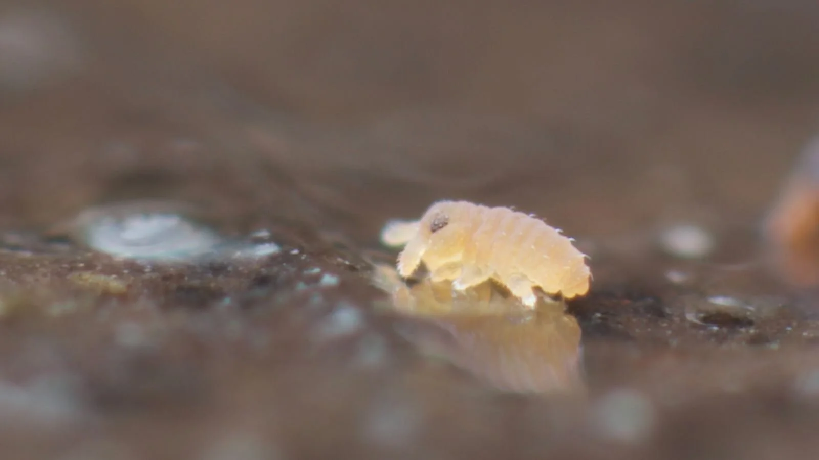 One freshly hatched Podura aquatica baby springtail