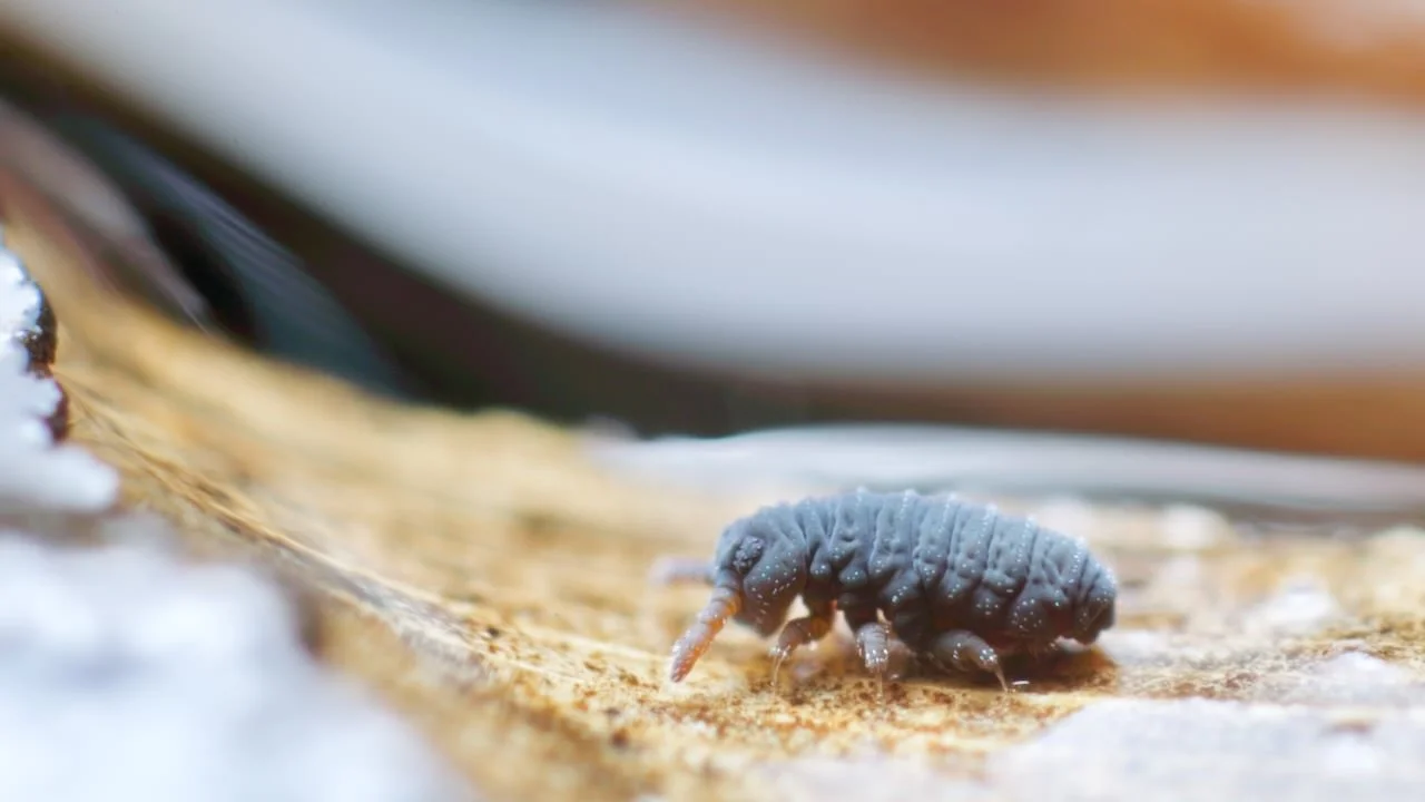 Adult Podura aquatica springtail walking