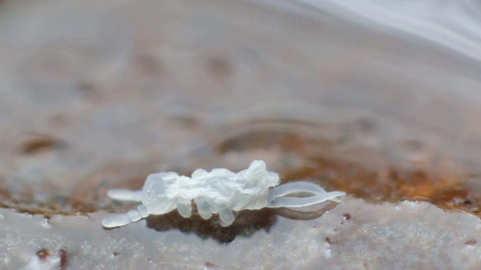 Springtail (Podura aquatica) exuvia on the water