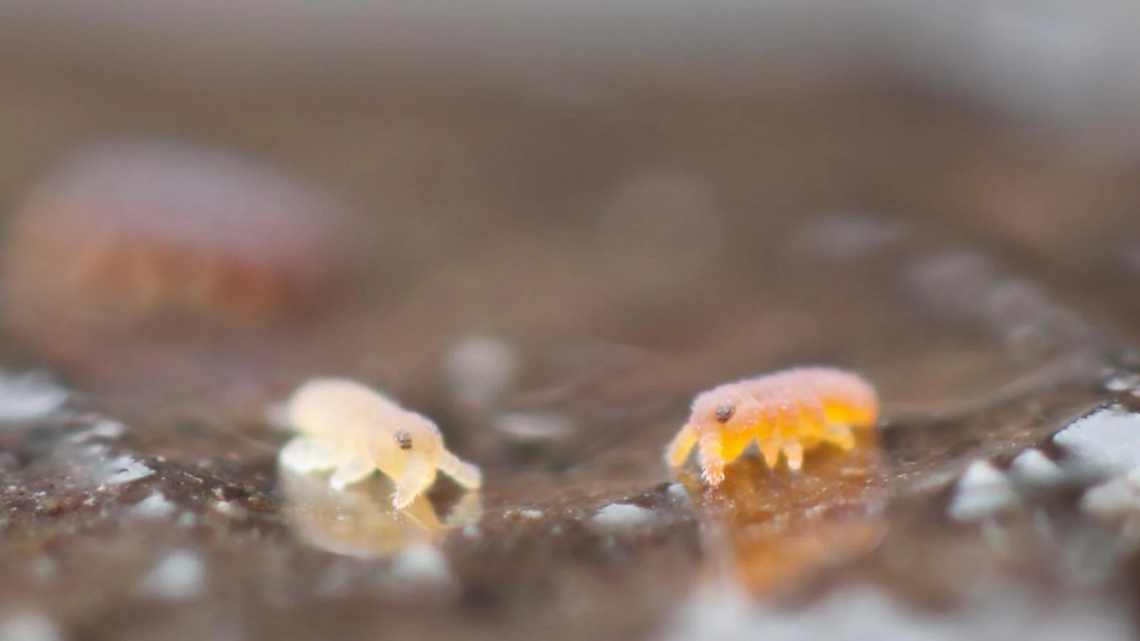 Two freshly hatched and orangy Podura aquatica springtails