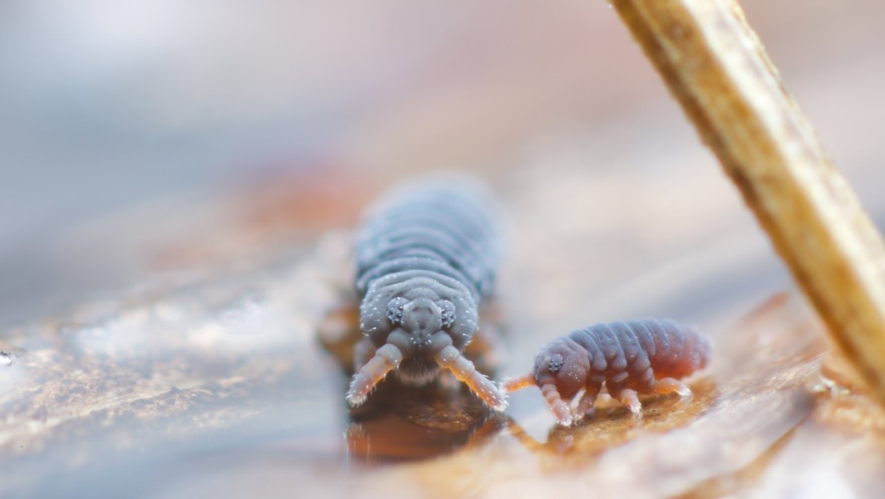 two Podura aquatica springtails walking on water