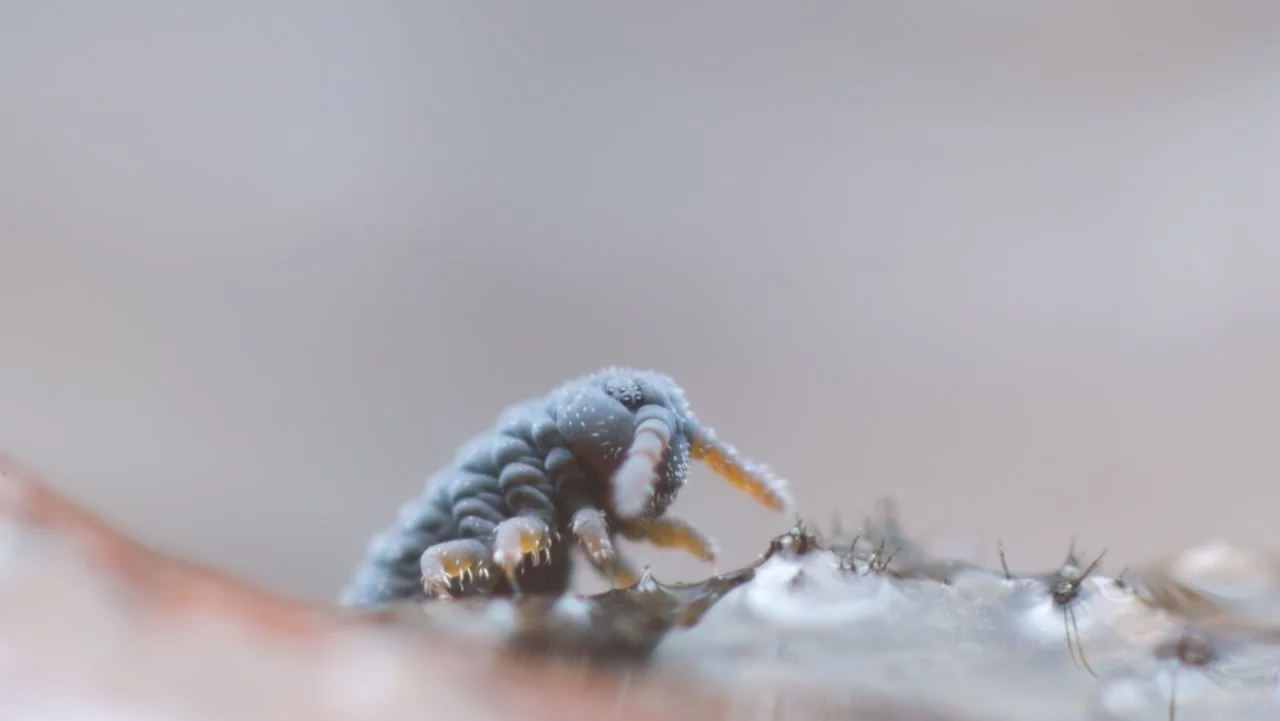 An adult Podura aquatica springtail walking on a wet twig