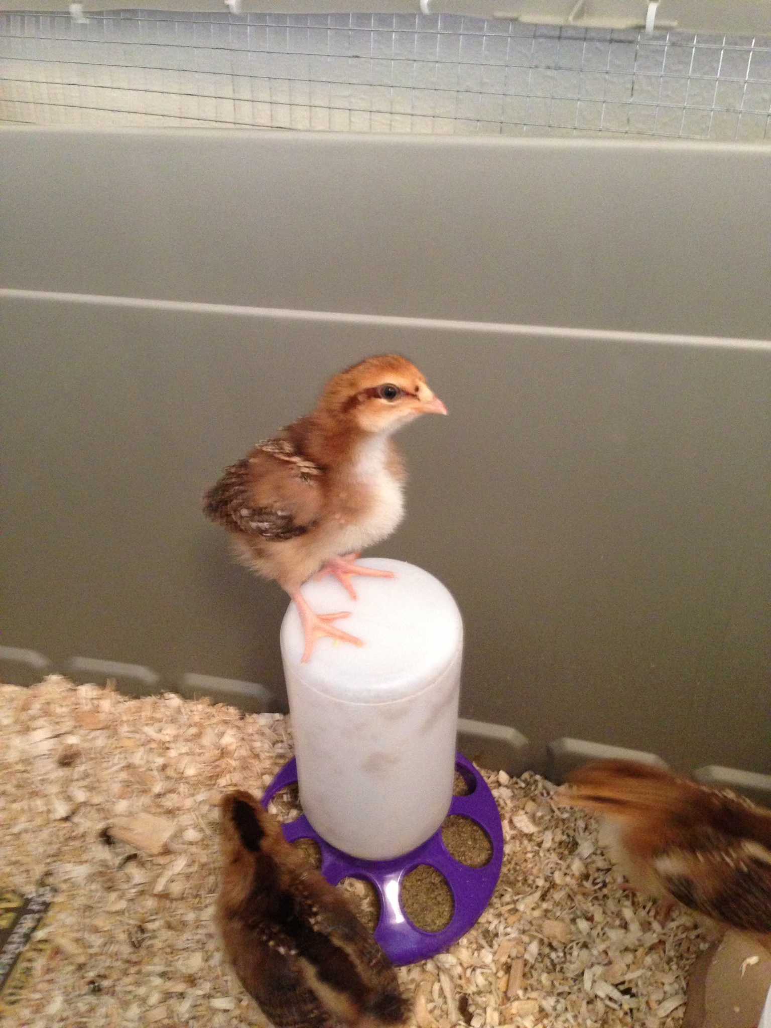 Brooder