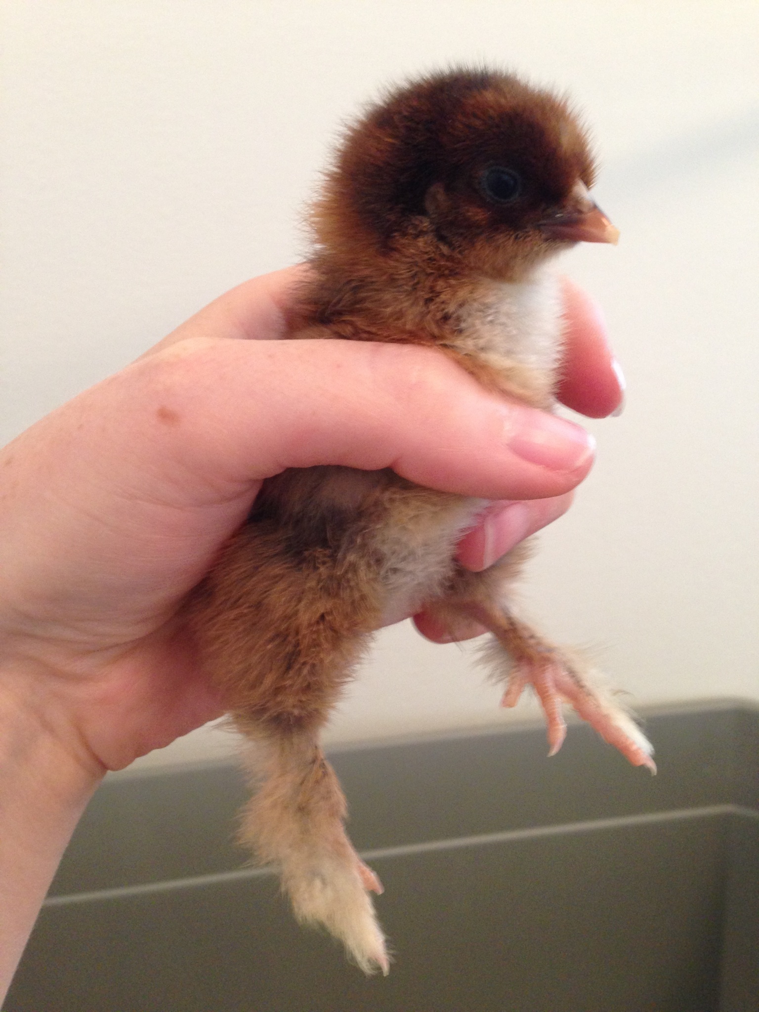 Partridge Cochin Chick