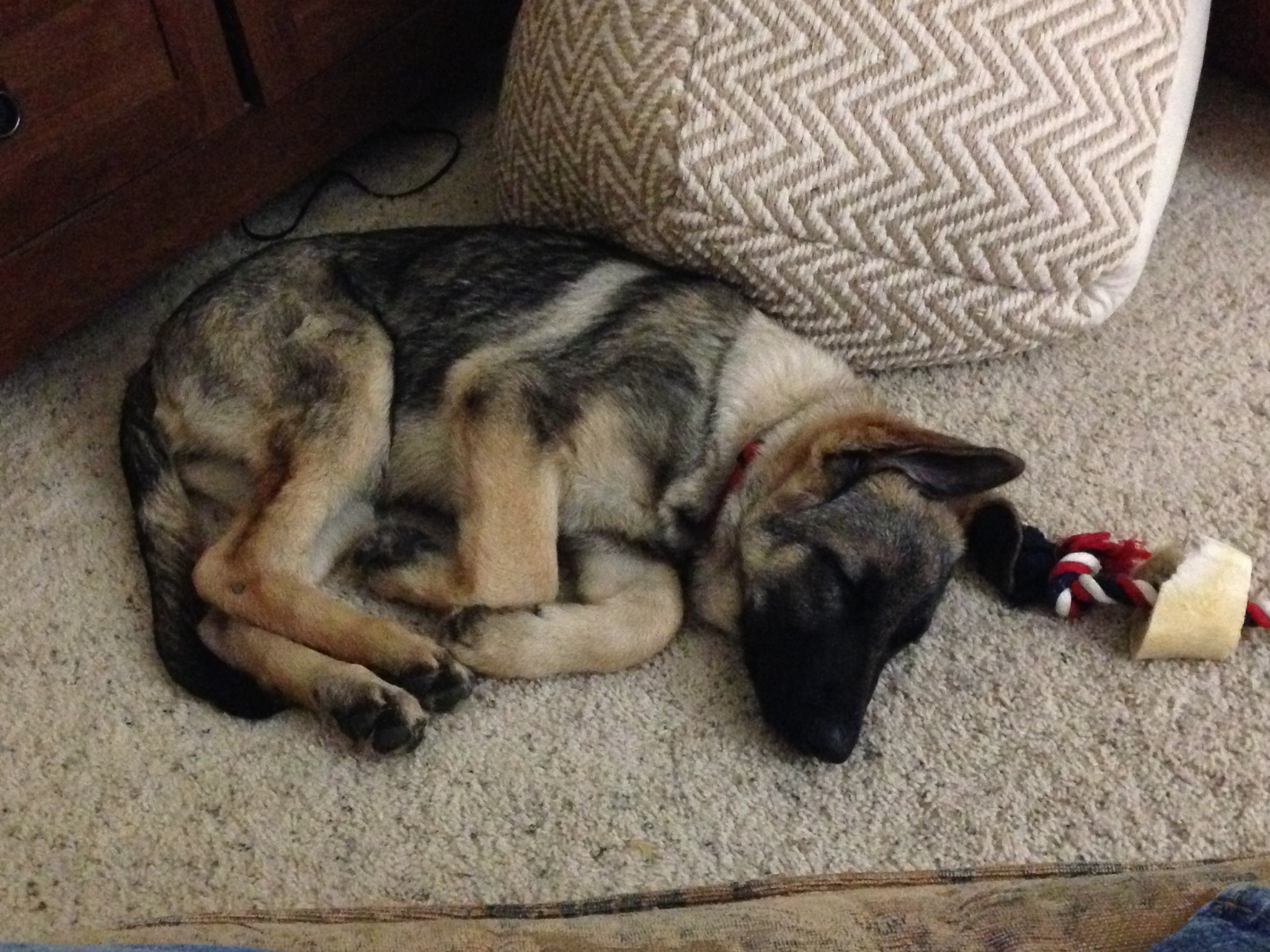 It's so tiring being a puppy