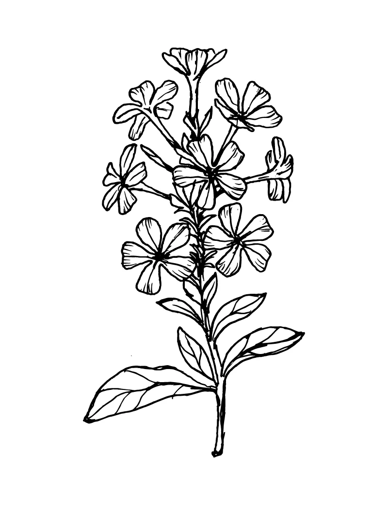 Wishcraft_Apothecary_Bach_Flower__Certato.jpg