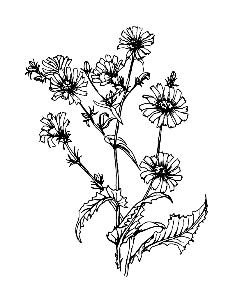 Wishcraft_Apothecary_Bach_Flower__Chicory.jpg