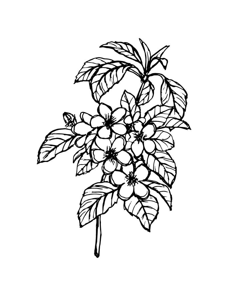 Wishcraft_Apothecary_Bach_Flower__Crabapple.jpg