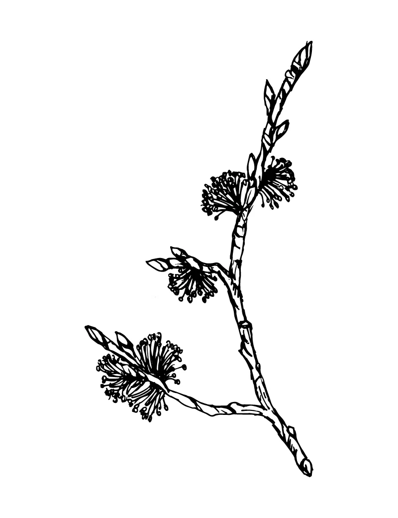 Wishcraft_Apothecary_Bach_Flower__Elm.jpg