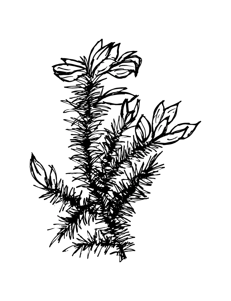 Wishcraft_Apothecary_Bach_Flower__Gorse.jpg