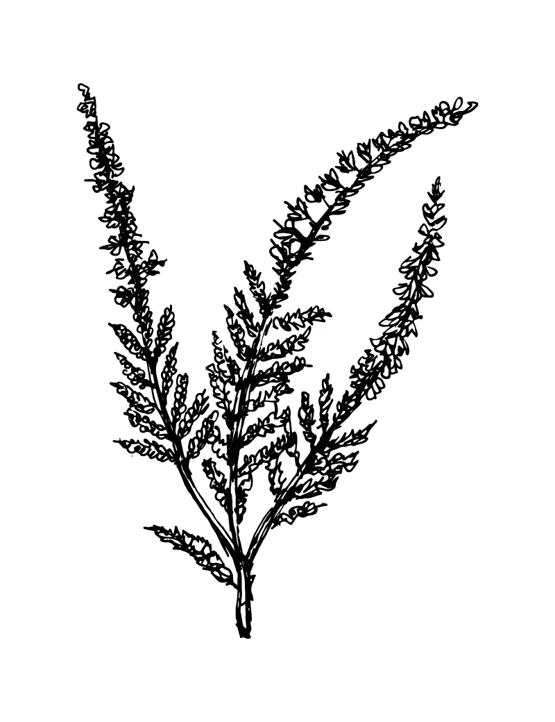Wishcraft_Apothecary_Bach_Flower__Heather.jpg