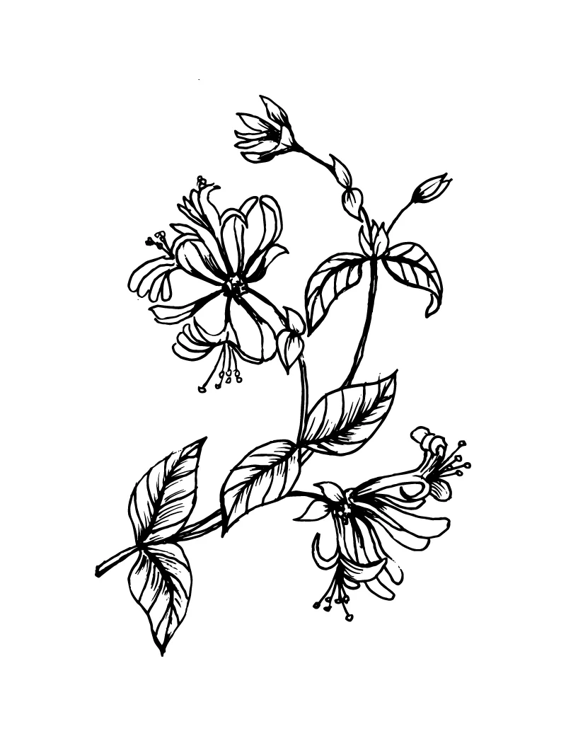 Bach Flowers — Wishcraft Apothecary