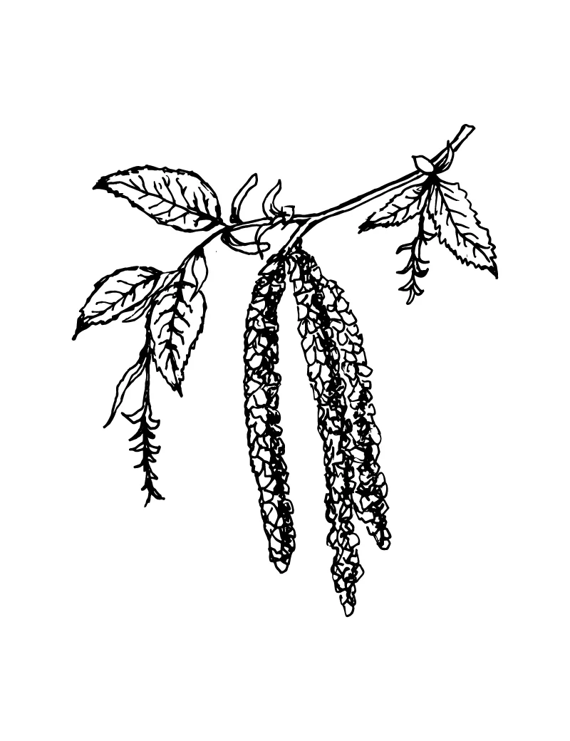 Wishcraft_Apothecary_Bach_Flower__Hornbeam.jpg