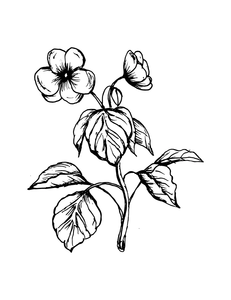 Wishcraft_Apothecary_Bach_Flower__Impatients.jpg