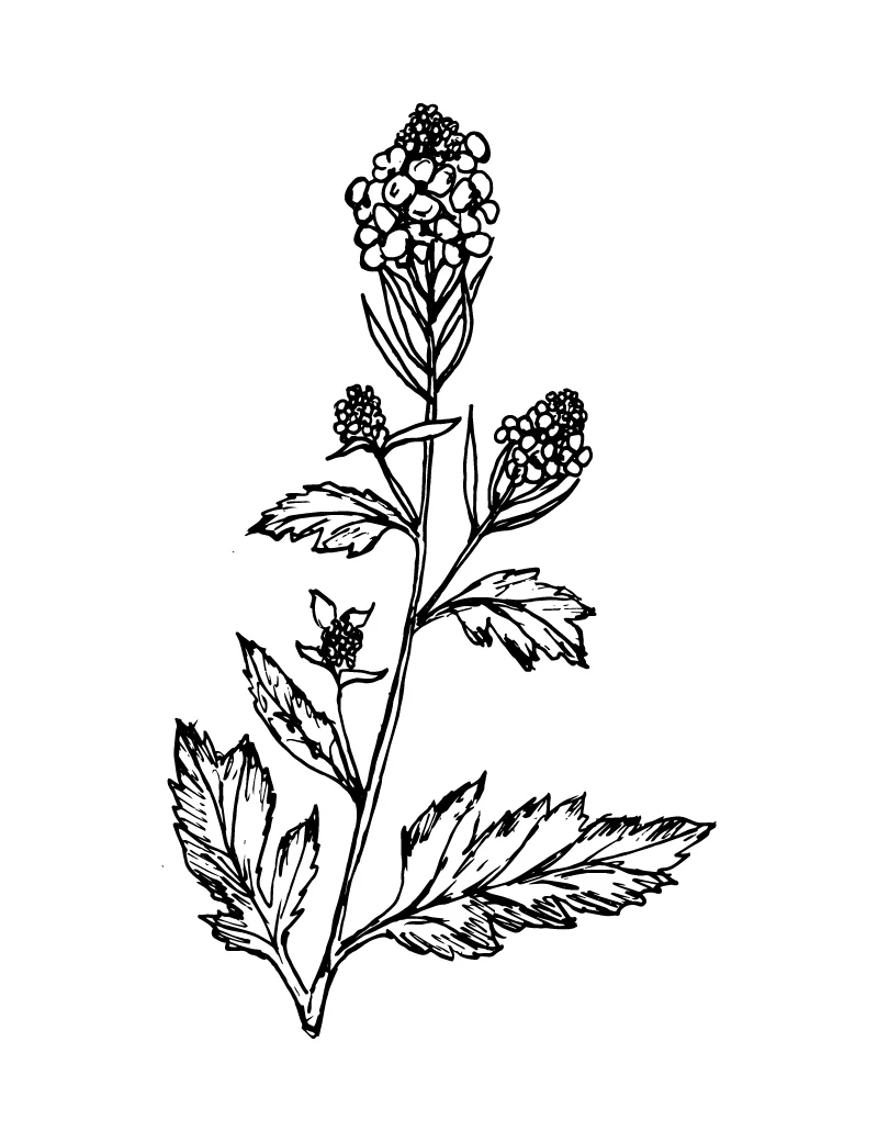 Wishcraft_Apothecary_Bach_Flower__Mustard.jpg