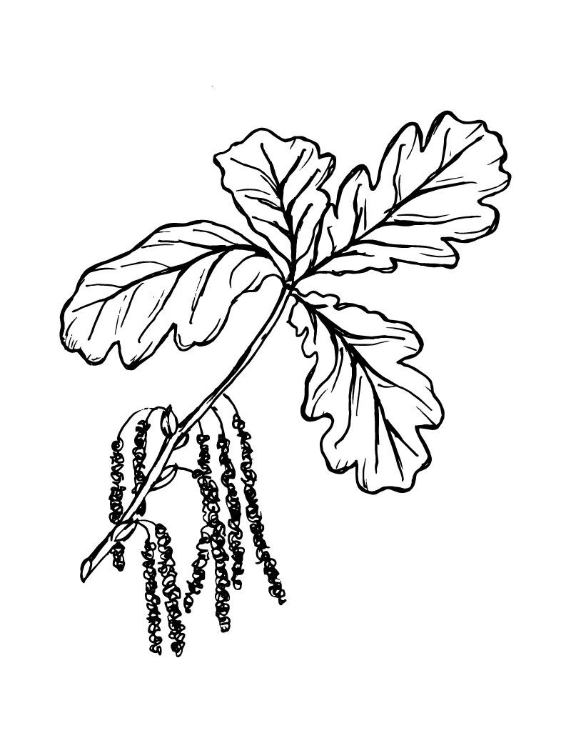 Wishcraft_Apothecary_Bach_Flower__Oak.jpg