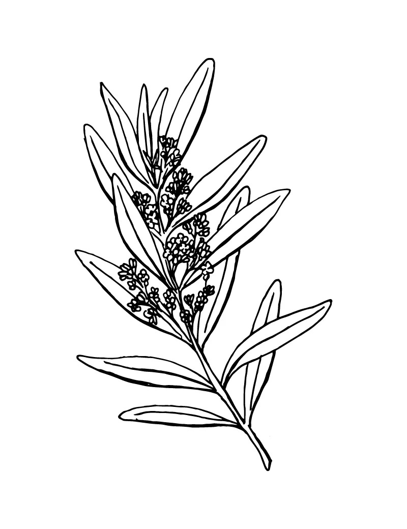 Wishcraft_Apothecary_Bach_Flower__Olive.jpg
