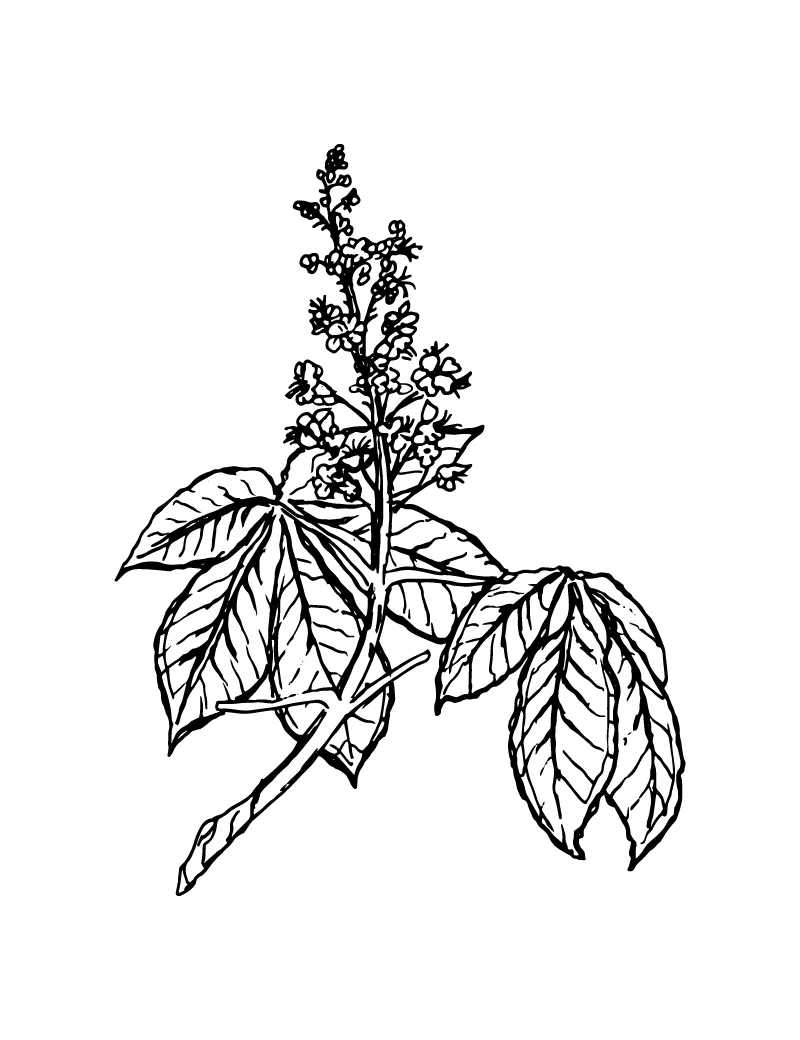 Bach Flowers — Wishcraft Apothecary