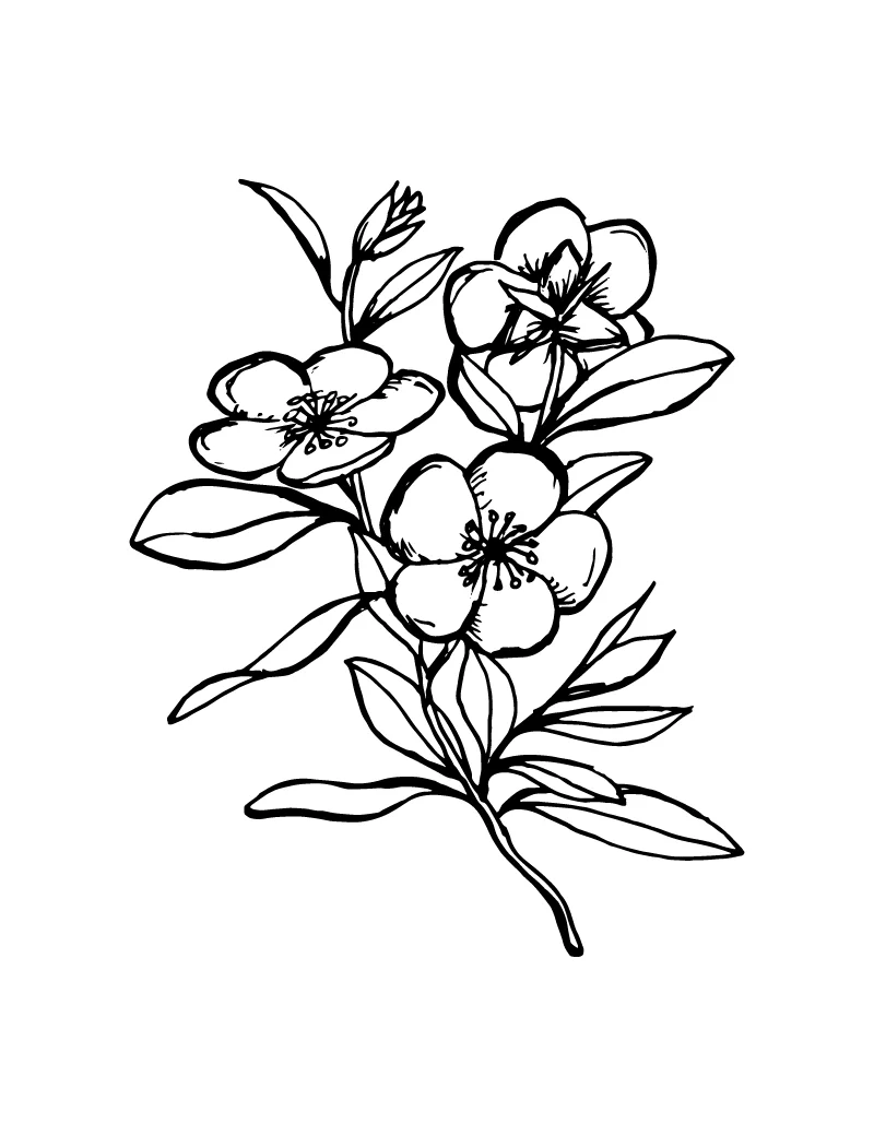 Wishcraft_Apothecary_Bach_Flower__Rock Rose.jpg