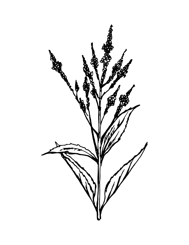 Wishcraft_Apothecary_Bach_Flower__Vervain.jpg