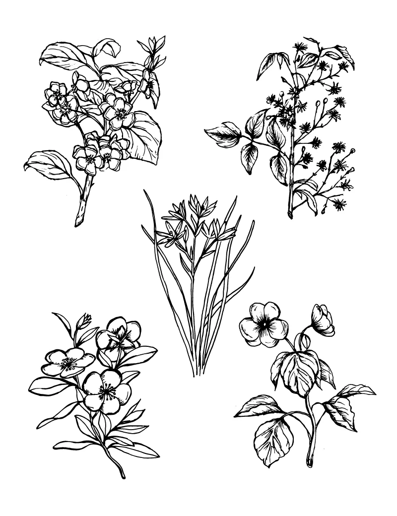 Wishcraft_Apothecary_Bach_Flower__Rescue Remedy.jpg