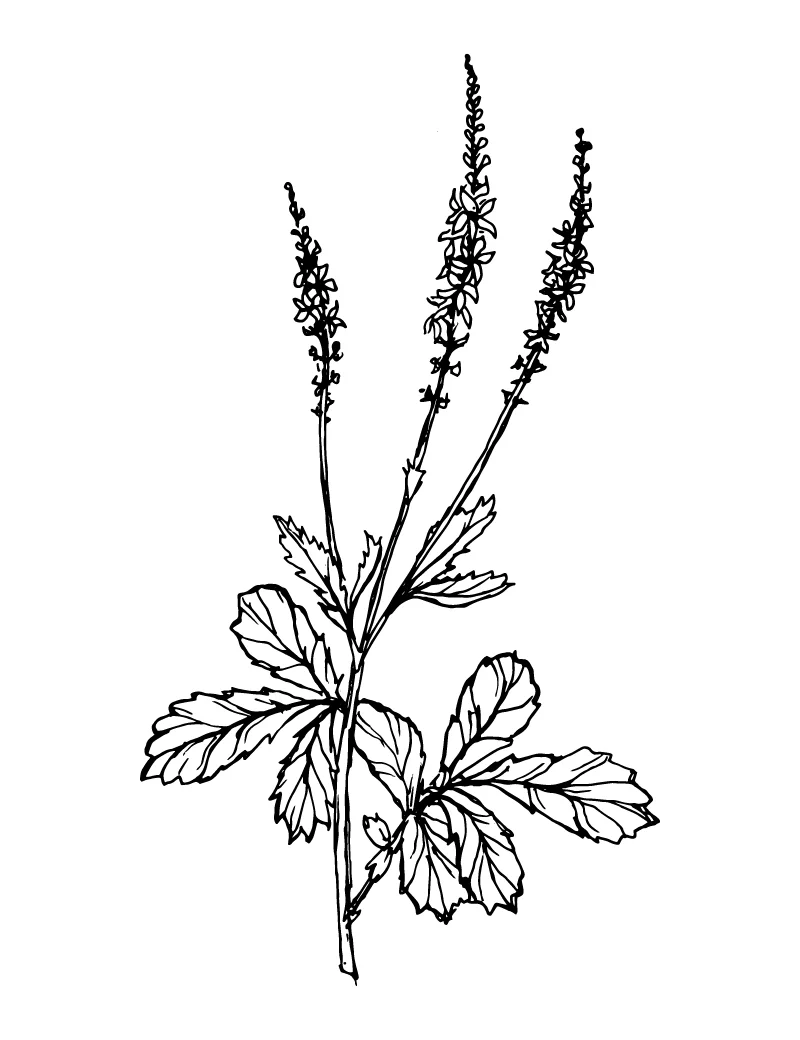 Wishcraft_Apothecary_Bach_Flower__Agrimony.jpg