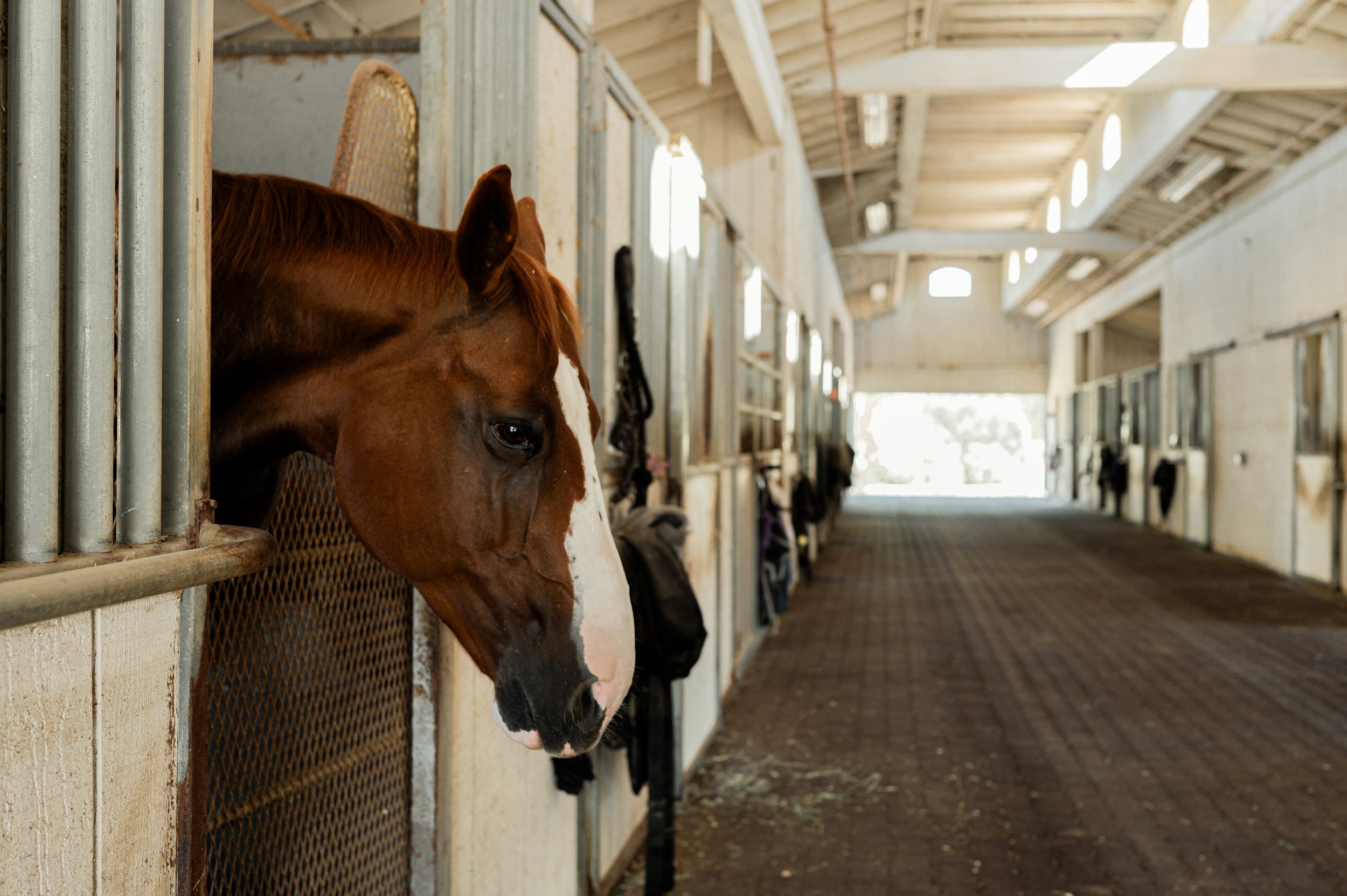horse-01.jpg