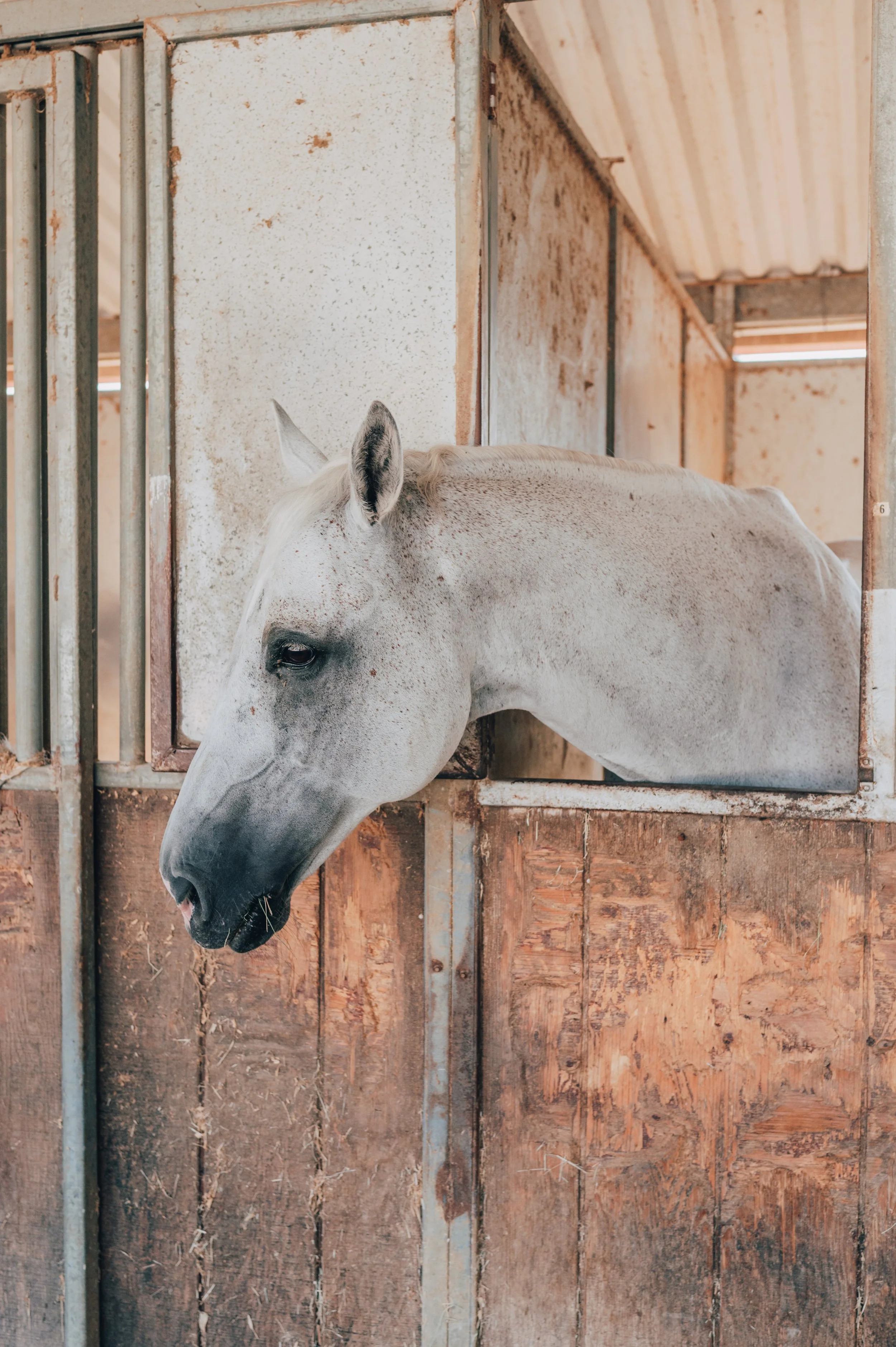 horse-06.jpg