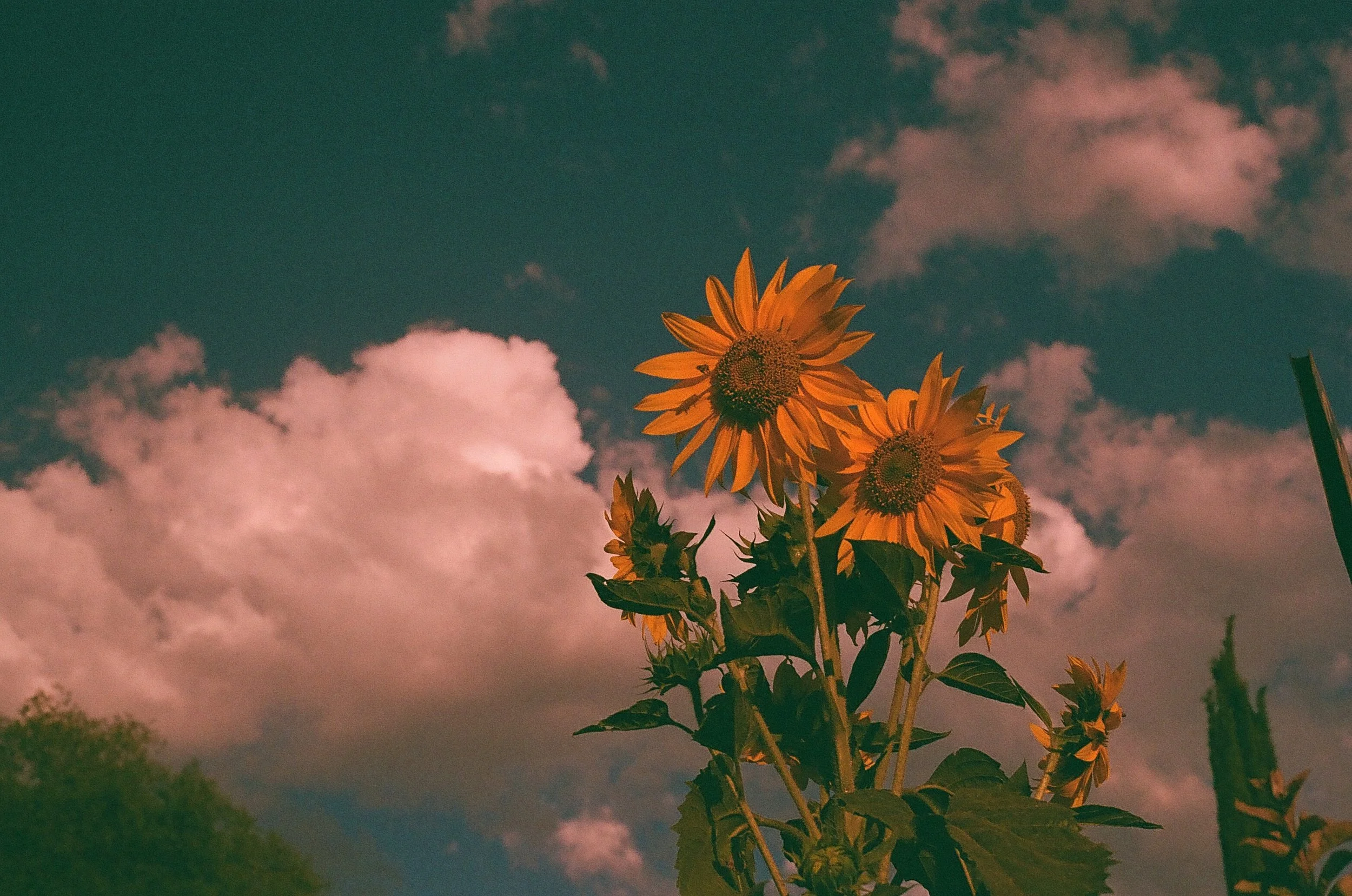 Color Film