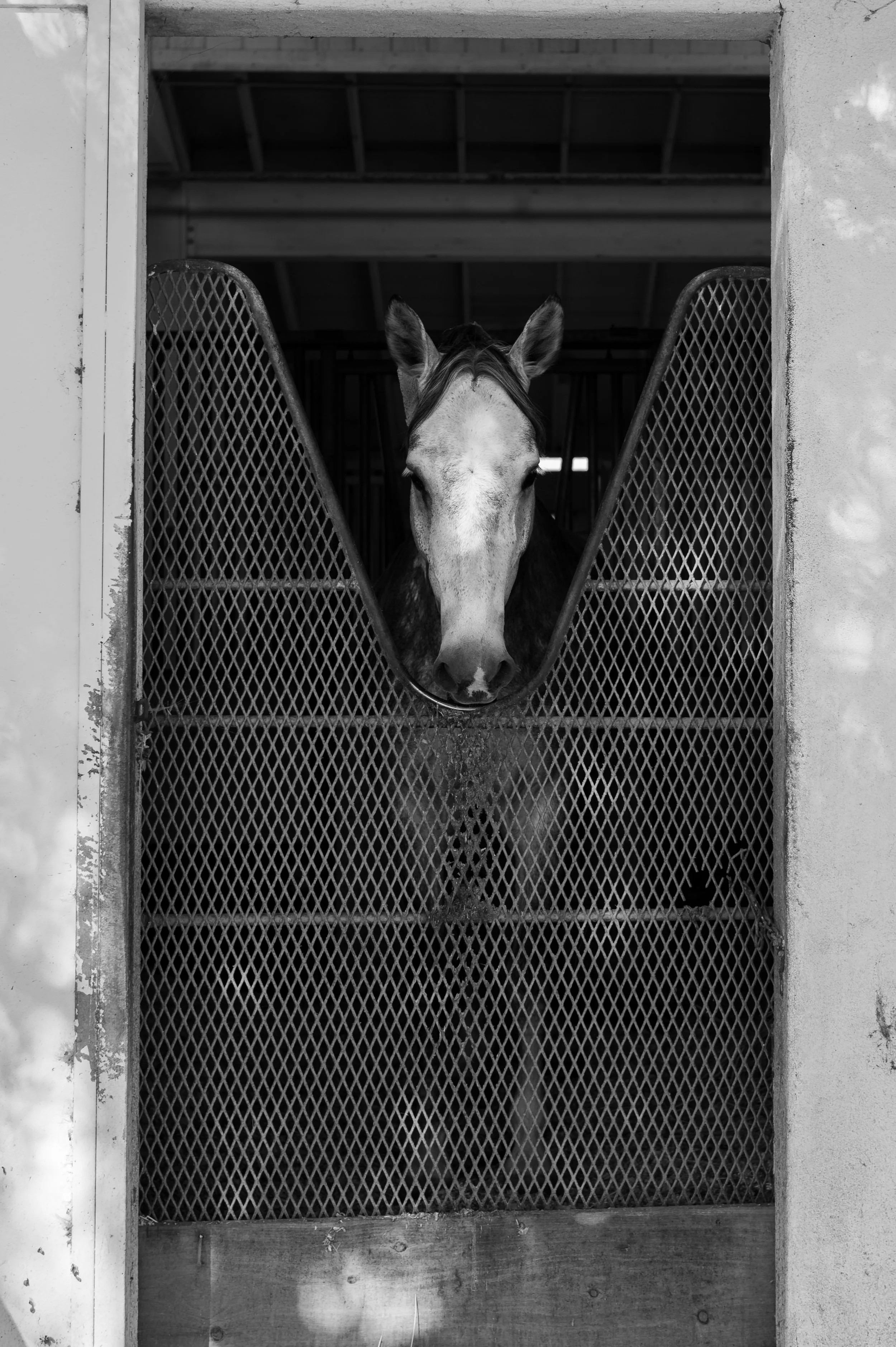 horse-04.jpg