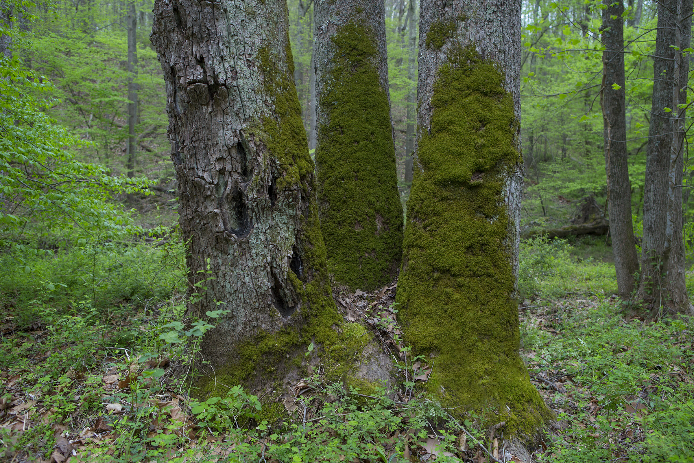 My favorite Tree