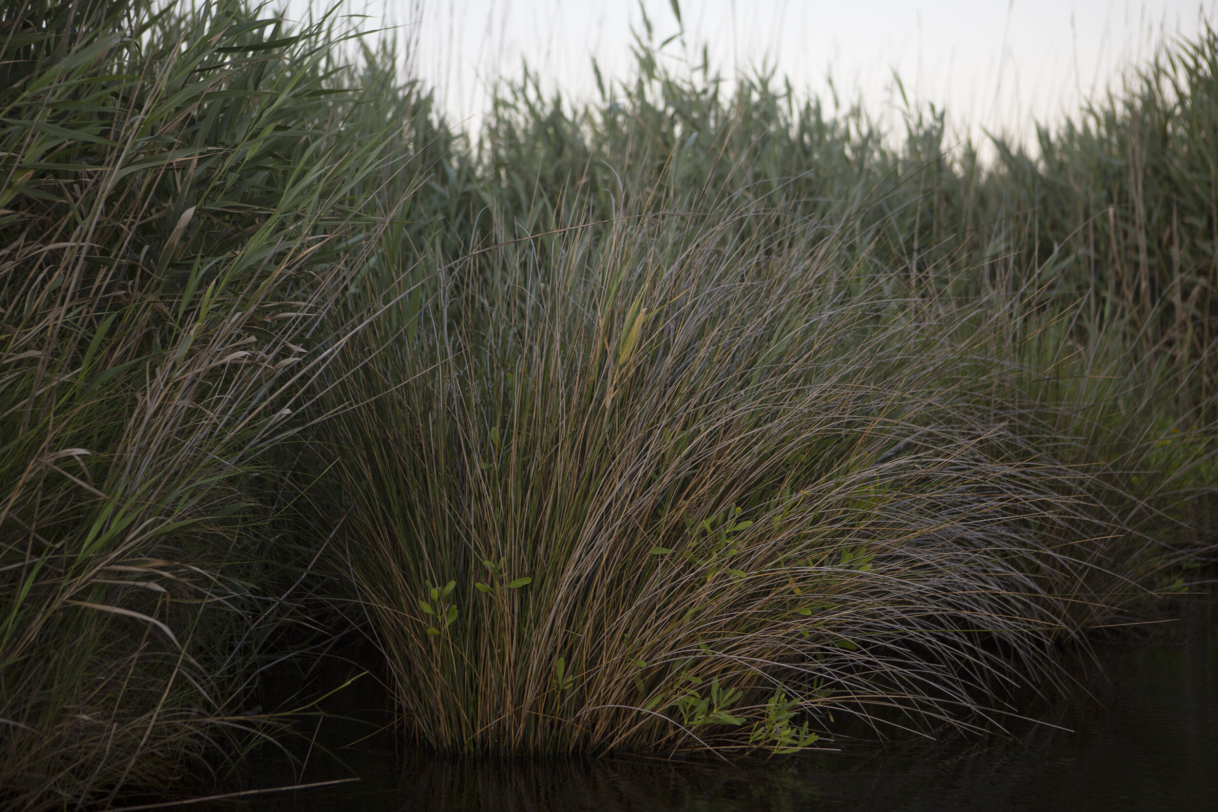 Habitat