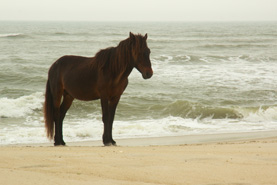 Assateague Stallion photograph