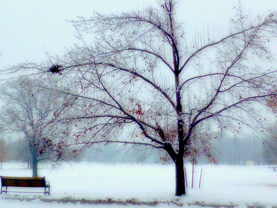 Winter Berries Digital Photograph