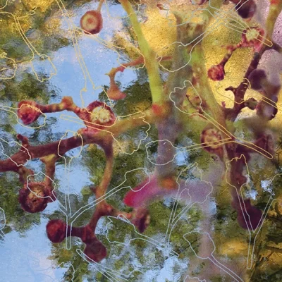 Seed Reflections Digital composition using artist's photographs