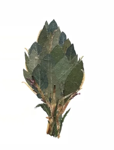 Might Choke Arti Pressed botanical collage, 8"x10"