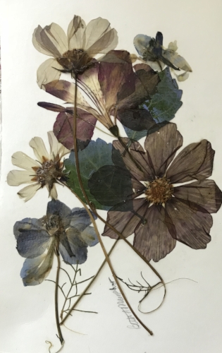 In My Cosmos Pressed botanical collage, 8"x10"