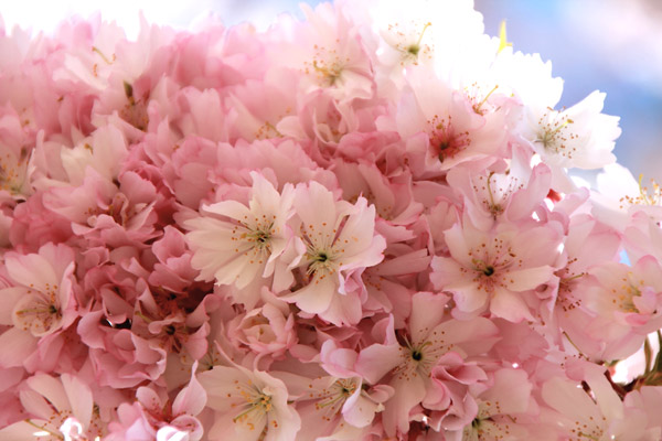“Pretty in Pink”