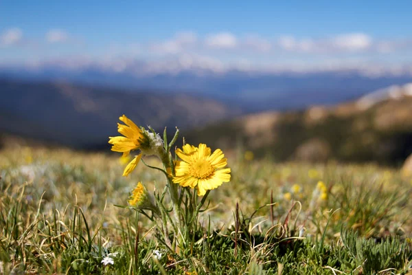 “Mountain Flower”