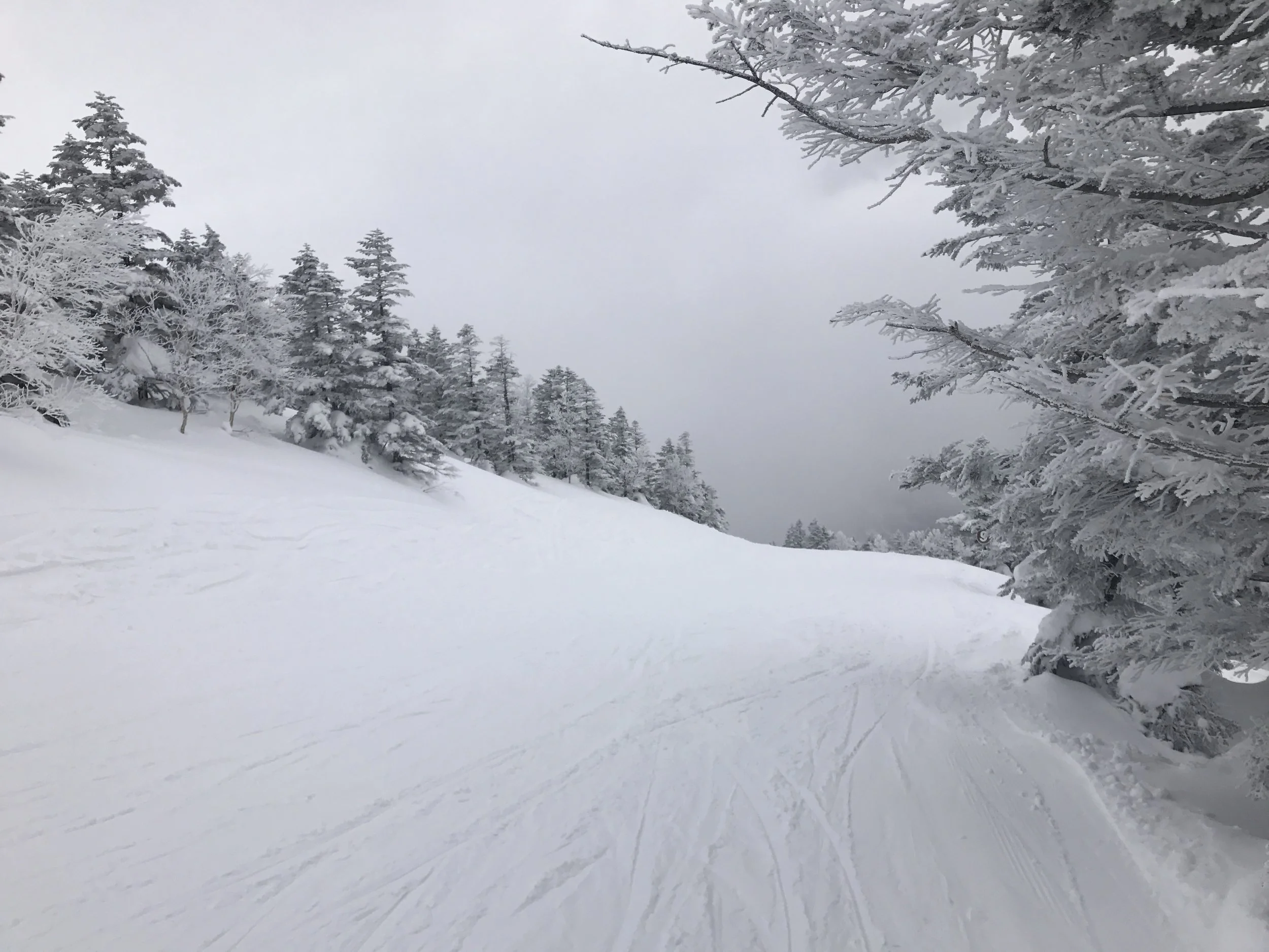 Forest bathing. Made in Japan.
