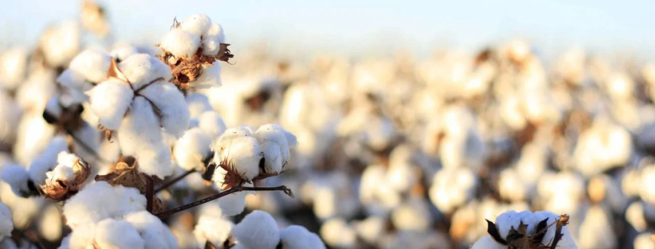 Web FP site web-image entete.jpg