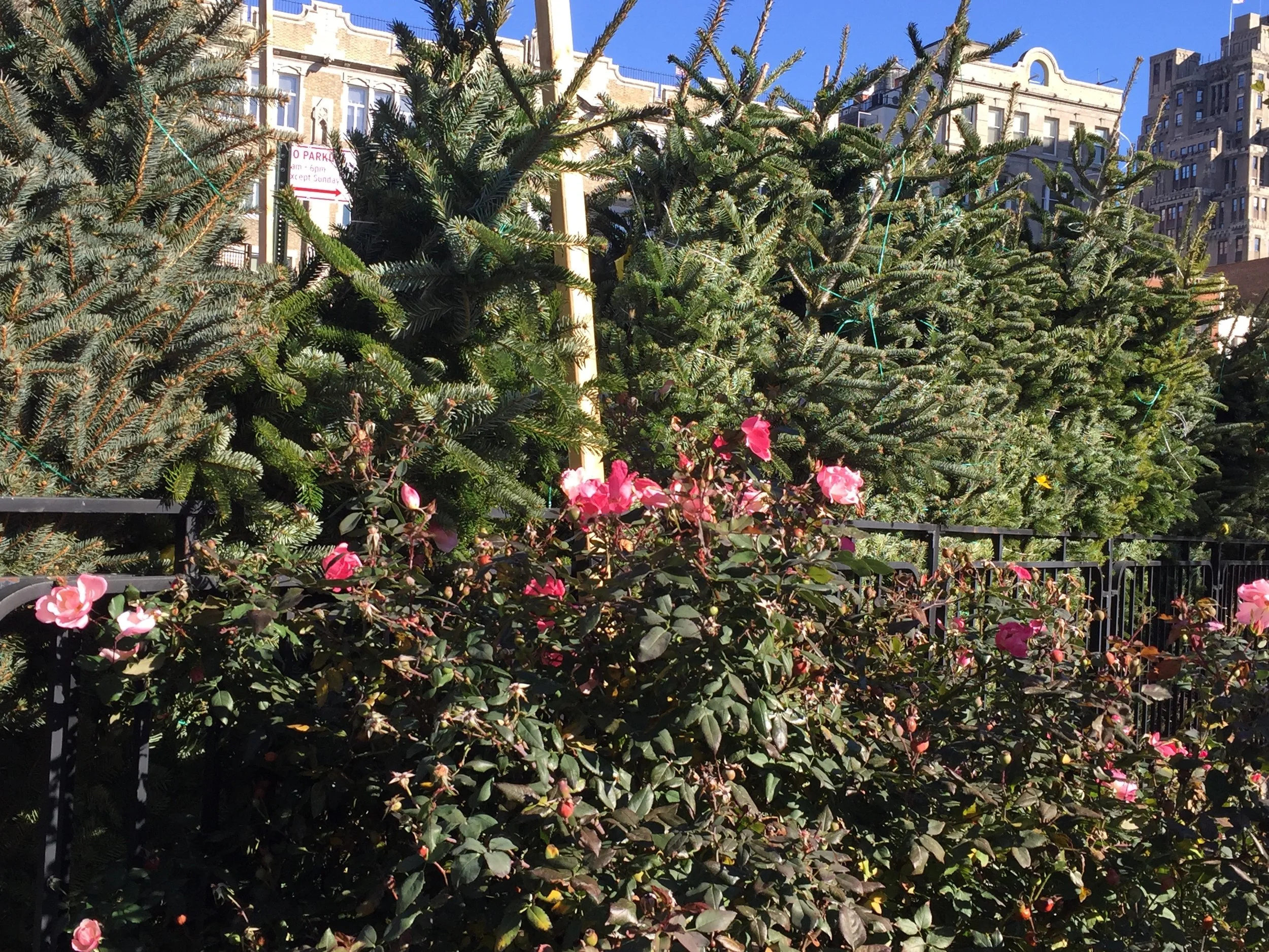Christmas trees and the last of this year's roses in Abingdon Square
