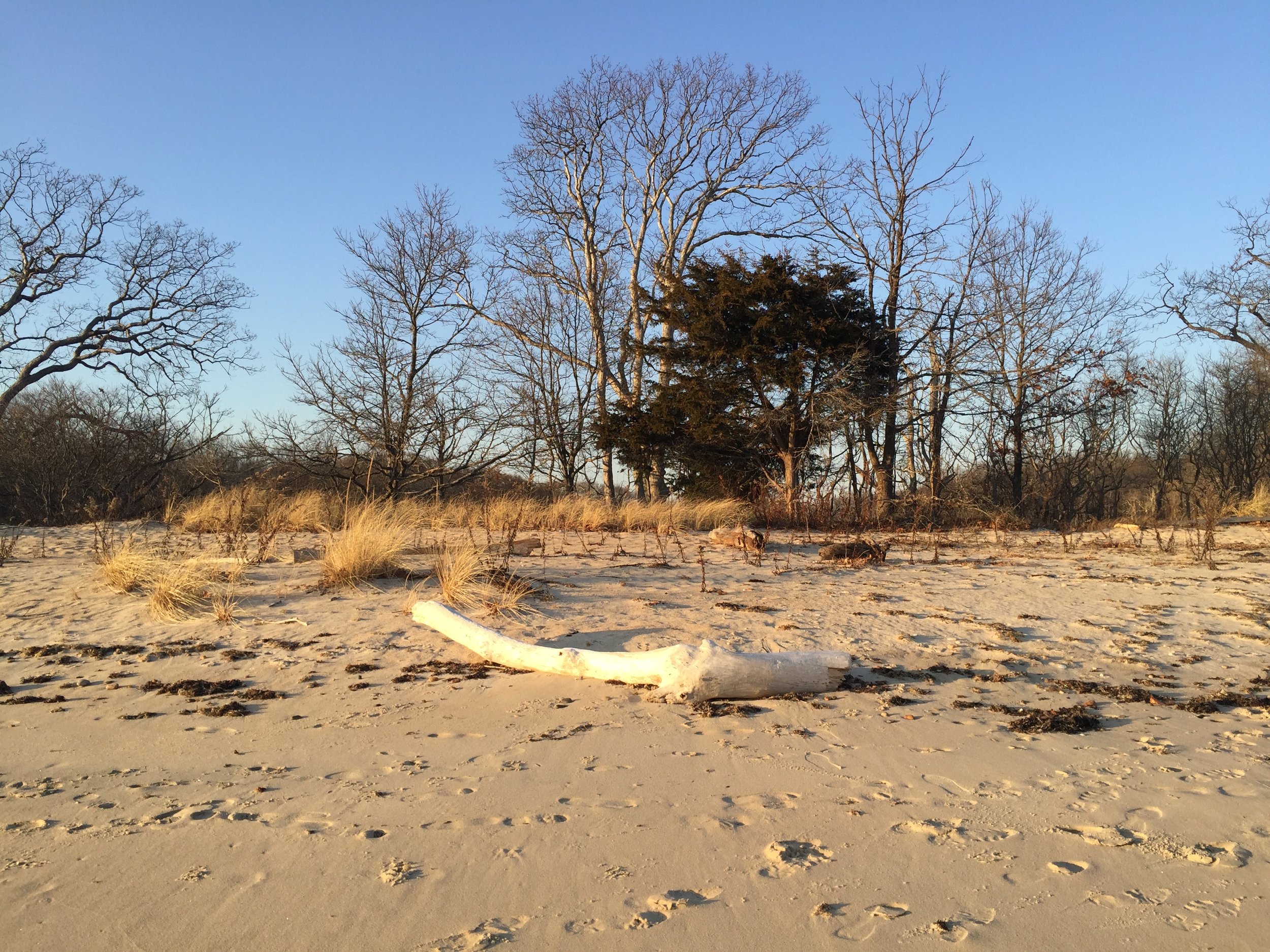 bone-white driftwood