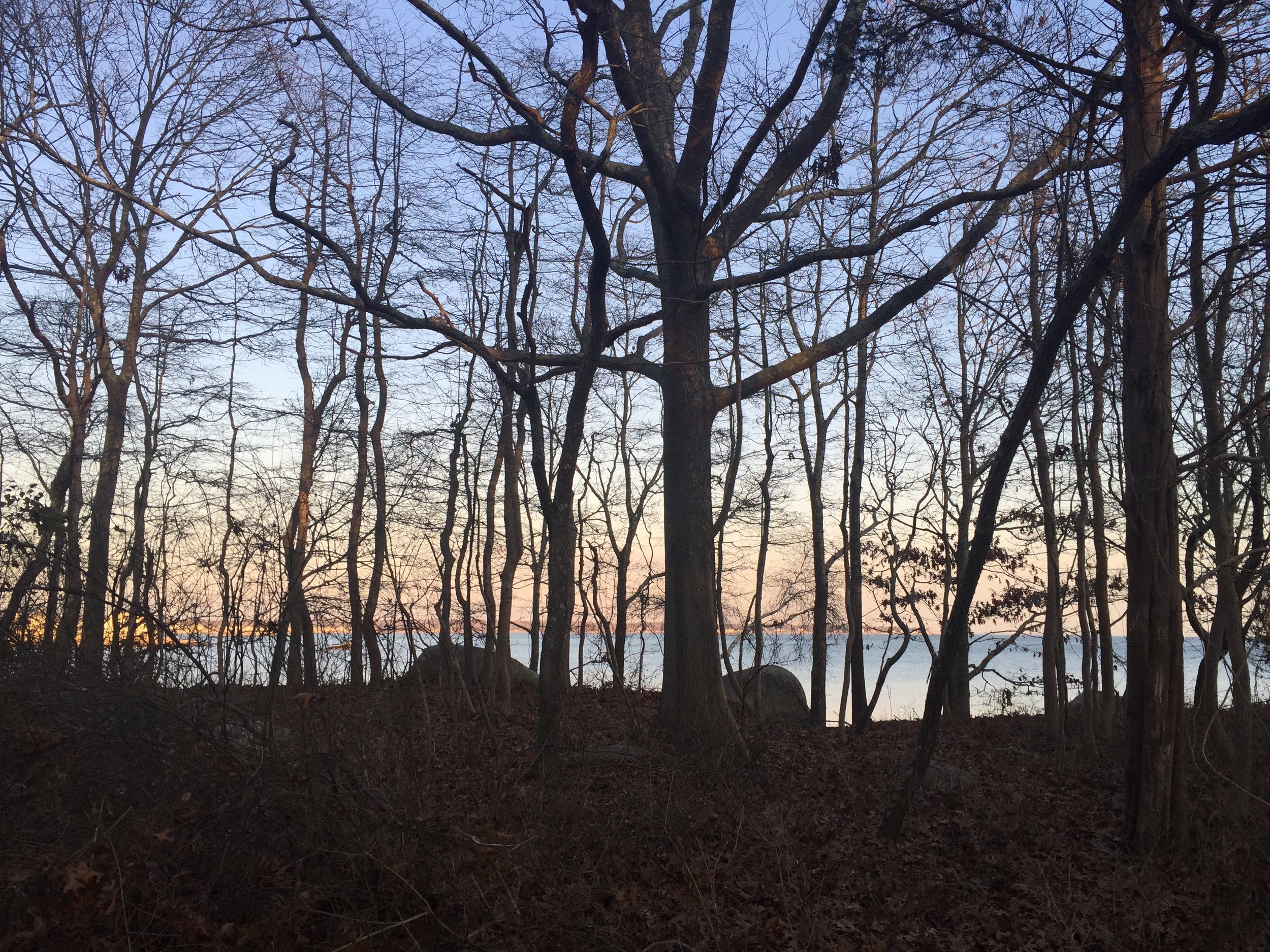 the lovely woods