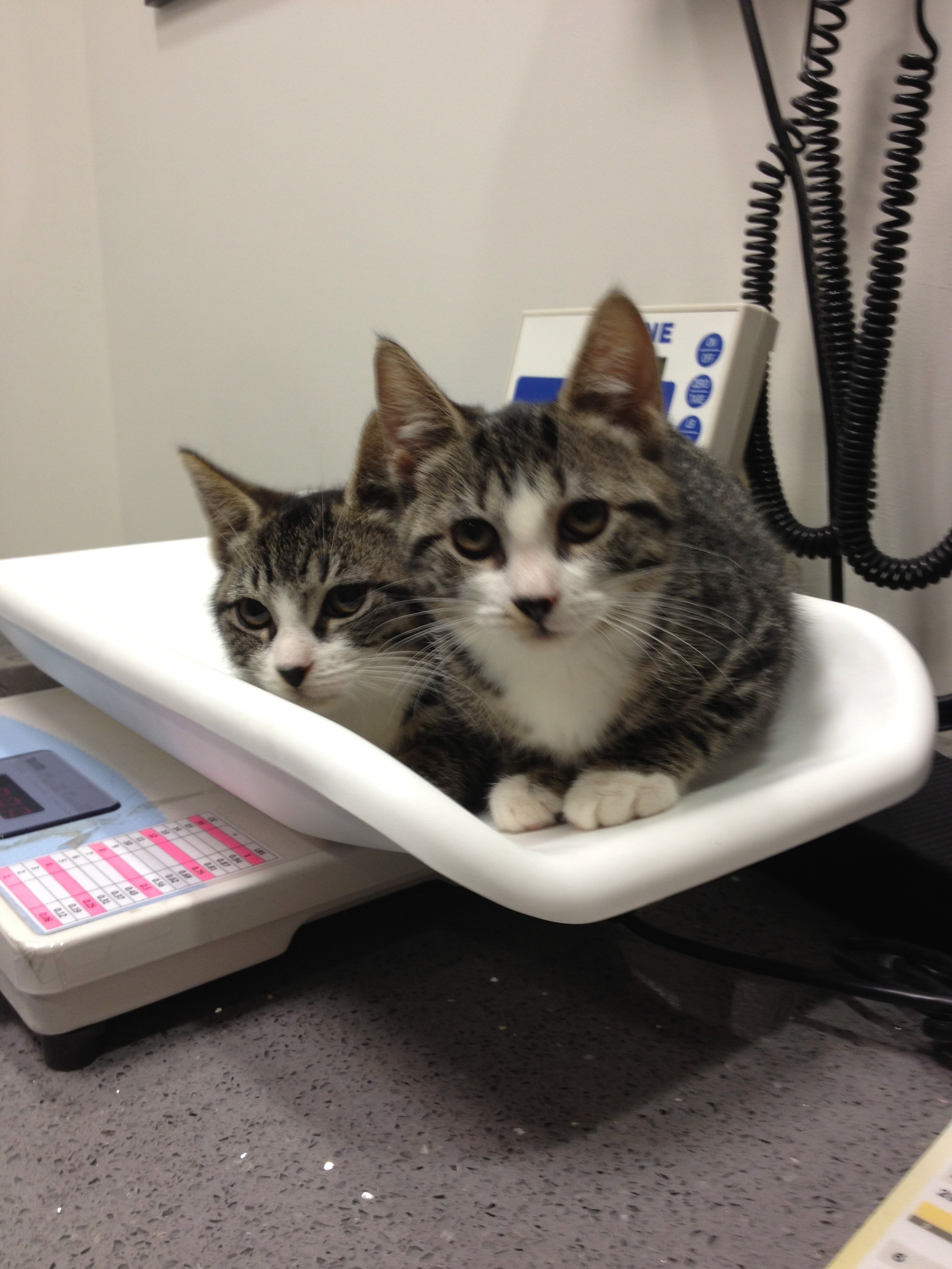 Tim and Emelina at West Chelsea Veterinary, the day we adopted them.